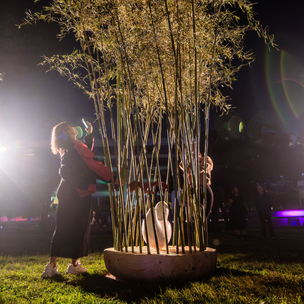 The Hedlund 2024, SYP, oak, bamboo